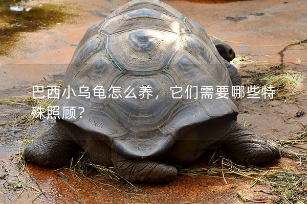 巴西小乌龟怎么养，它们需要哪些特殊照顾？
