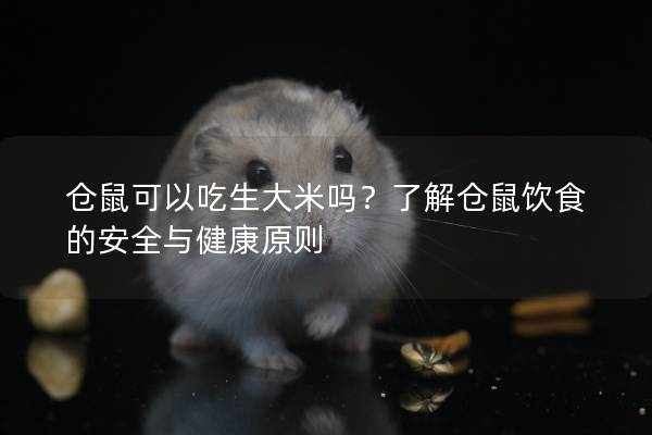 仓鼠可以吃生大米吗？了解仓鼠饮食的安全与健康原则
