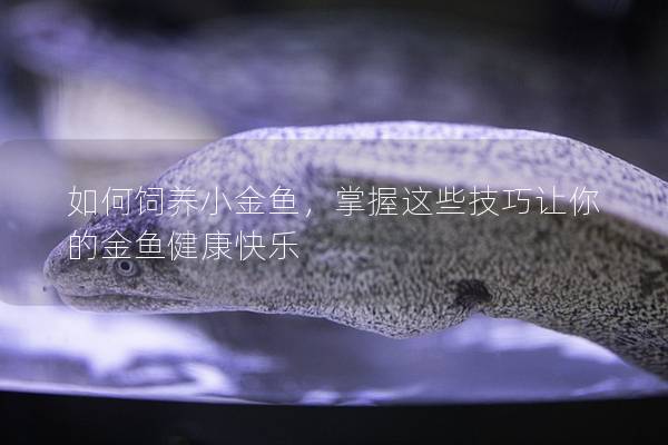 如何饲养小金鱼，掌握这些技巧让你的金鱼健康快乐