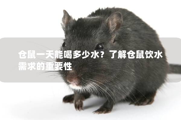 仓鼠一天能喝多少水？了解仓鼠饮水需求的重要性
