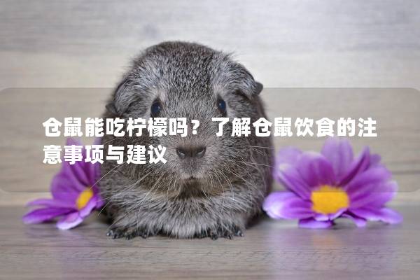 仓鼠能吃柠檬吗？了解仓鼠饮食的注意事项与建议