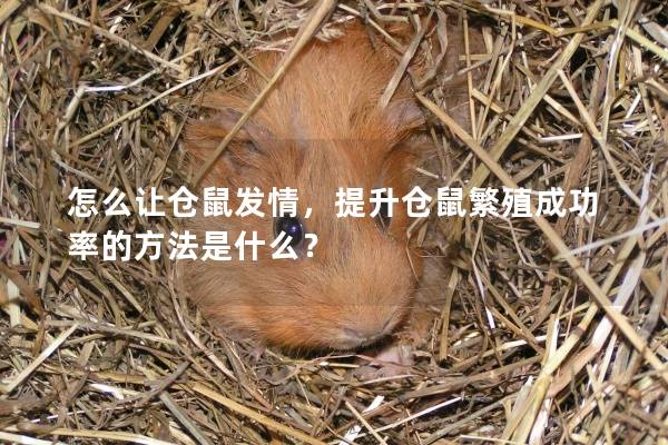 怎么让仓鼠发情，提升仓鼠繁殖成功率的方法是什么？