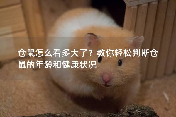 仓鼠怎么看多大了？教你轻松判断仓鼠的年龄和健康状况
