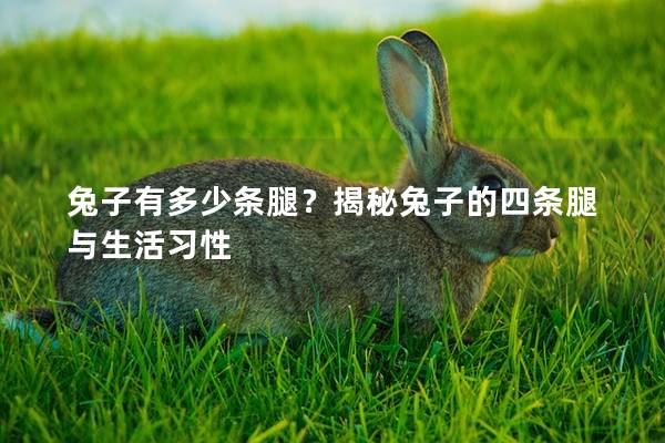 兔子有多少条腿？揭秘兔子的四条腿与生活习性
