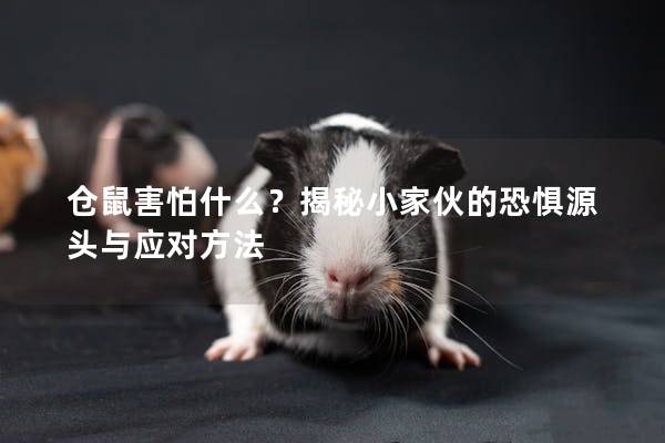 仓鼠害怕什么？揭秘小家伙的恐惧源头与应对方法