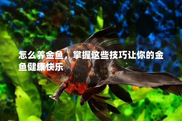 怎么养金鱼，掌握这些技巧让你的金鱼健康快乐