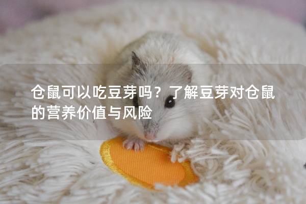 仓鼠可以吃豆芽吗？了解豆芽对仓鼠的营养价值与风险