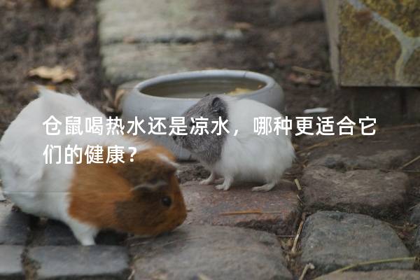 仓鼠喝热水还是凉水，哪种更适合它们的健康？