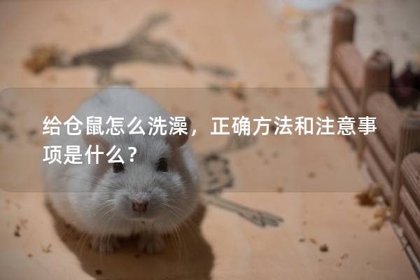 给仓鼠怎么洗澡，正确方法和注意事项是什么？