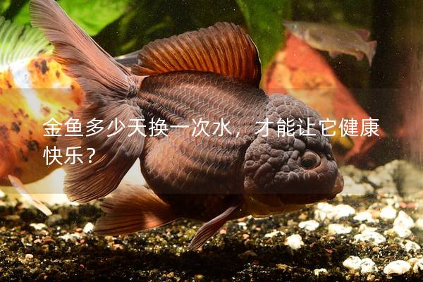 金鱼多少天换一次水，才能让它健康快乐？