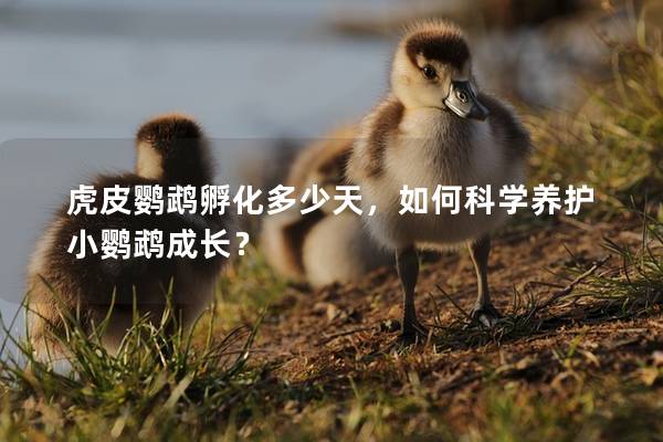 虎皮鹦鹉孵化多少天，如何科学养护小鹦鹉成长？