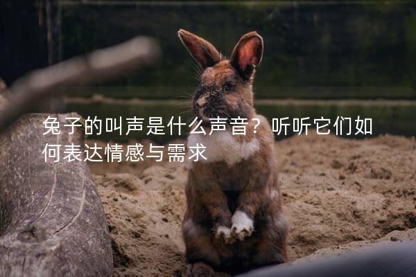 兔子的叫声是什么声音？听听它们如何表达情感与需求