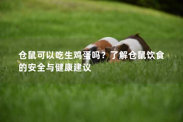 仓鼠可以吃生鸡蛋吗？了解仓鼠饮食的安全与健康建议