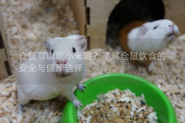 仓鼠可以吃小米吗？了解仓鼠饮食的安全与健康选择