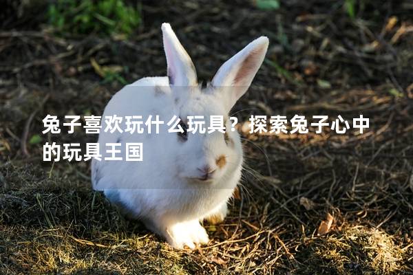兔子喜欢玩什么玩具？探索兔子心中的玩具王国