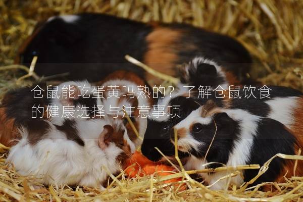 仓鼠能吃蛋黄吗熟的？了解仓鼠饮食的健康选择与注意事项