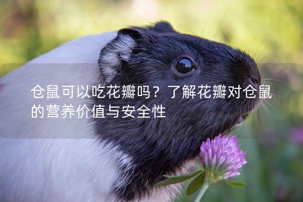 仓鼠可以吃花瓣吗？了解花瓣对仓鼠的营养价值与安全性