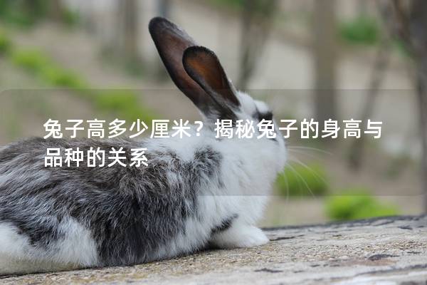 兔子高多少厘米？揭秘兔子的身高与品种的关系