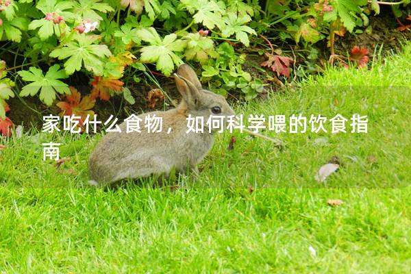 家吃什么食物，如何科学喂的饮食指南