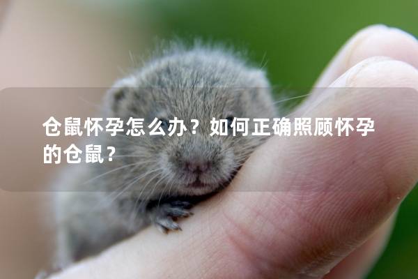仓鼠怀孕怎么办？如何正确照顾怀孕的仓鼠？
