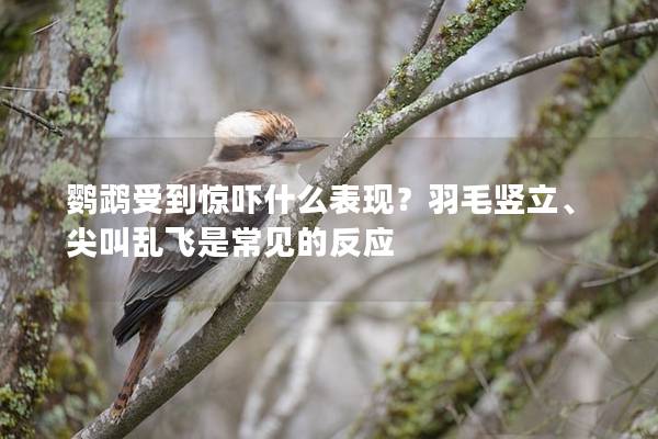 鹦鹉受到惊吓什么表现？羽毛竖立、尖叫乱飞是常见的反应