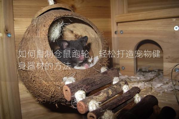 如何自制仓鼠跑轮，轻松打造宠物健身器材的方法