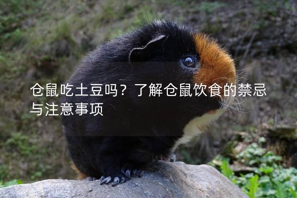 仓鼠吃土豆吗？了解仓鼠饮食的禁忌与注意事项