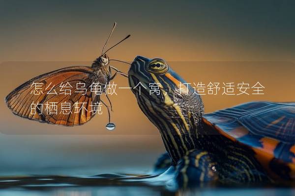 怎么给乌龟做一个窝，打造舒适安全的栖息环境