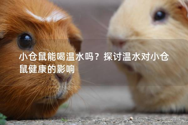 小仓鼠能喝温水吗？探讨温水对小仓鼠健康的影响