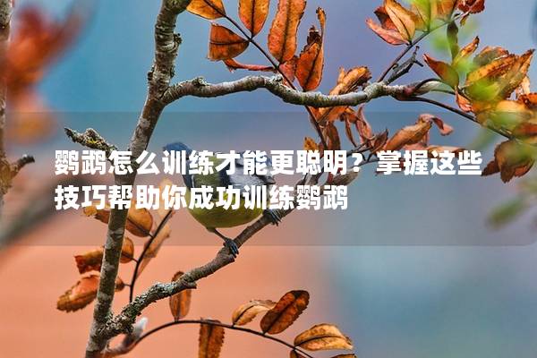 鹦鹉怎么训练才能更聪明？掌握这些技巧帮助你成功训练鹦鹉
