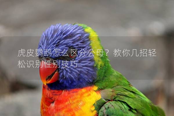 虎皮鹦鹉怎么区分公母？教你几招轻松识别性别技巧