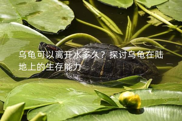乌龟可以离开水多久？探讨乌龟在陆地上的生存能力