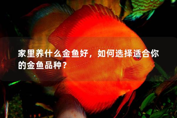 家里养什么金鱼好，如何选择适合你的金鱼品种？