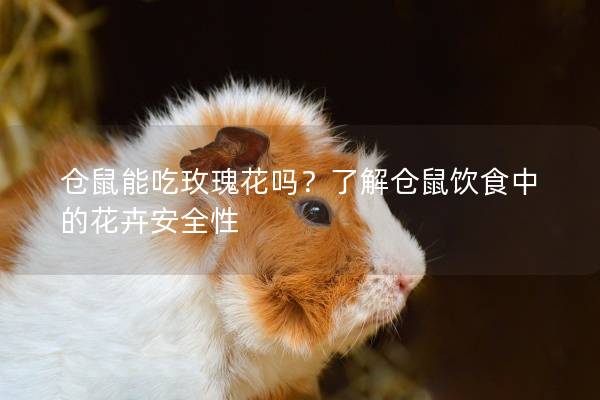 仓鼠能吃玫瑰花吗？了解仓鼠饮食中的花卉安全性