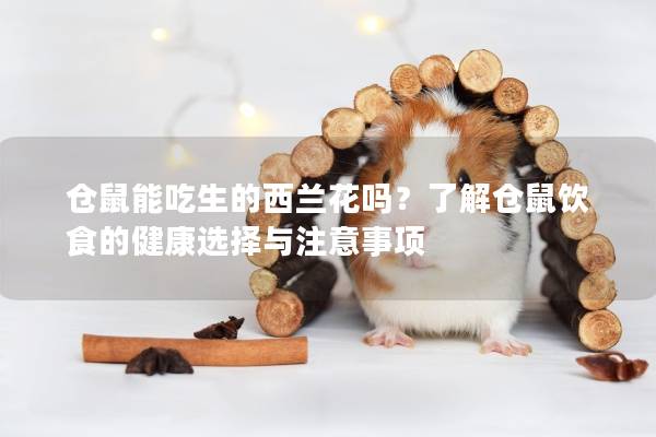 仓鼠能吃生的西兰花吗？了解仓鼠饮食的健康选择与注意事项
