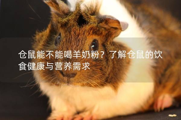 仓鼠能不能喝羊奶粉？了解仓鼠的饮食健康与营养需求