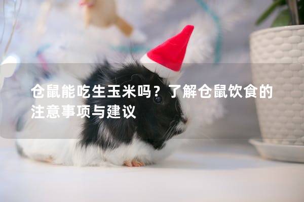 仓鼠能吃生玉米吗？了解仓鼠饮食的注意事项与建议