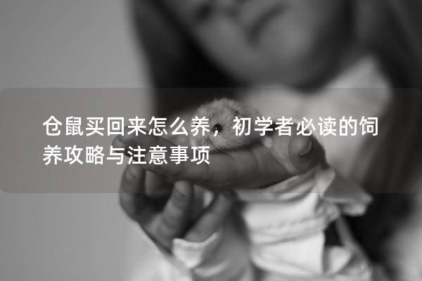 仓鼠买回来怎么养，初学者必读的饲养攻略与注意事项