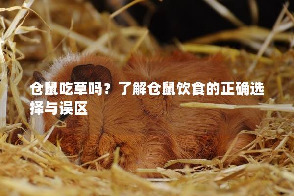 仓鼠吃草吗？了解仓鼠饮食的正确选择与误区