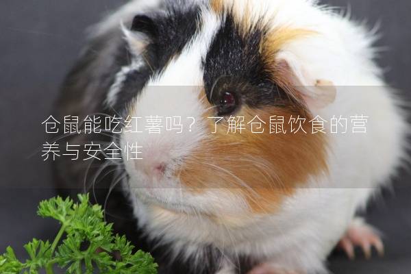 仓鼠能吃红薯吗？了解仓鼠饮食的营养与安全性