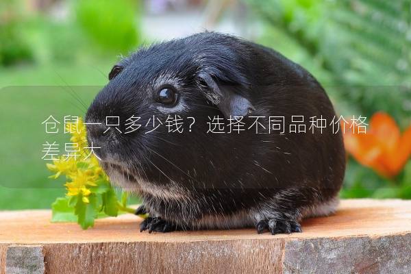 仓鼠一只多少钱？选择不同品种价格差异大