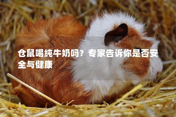 仓鼠喝纯牛奶吗？专家告诉你是否安全与健康