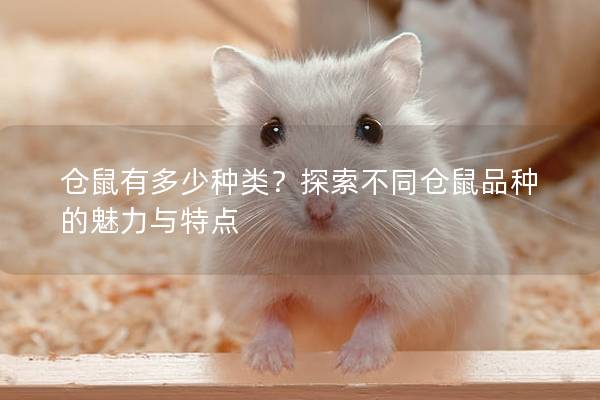 仓鼠有多少种类？探索不同仓鼠品种的魅力与特点