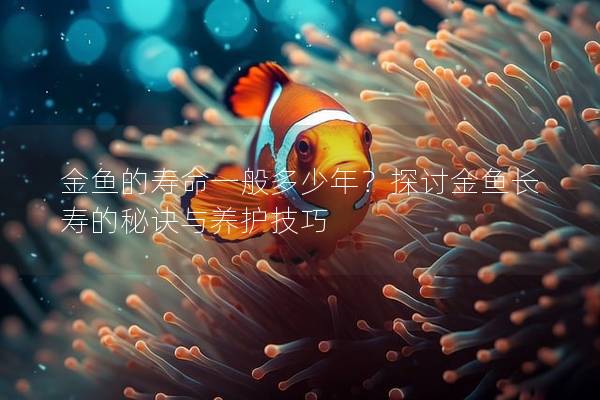 金鱼的寿命一般多少年？探讨金鱼长寿的秘诀与养护技巧