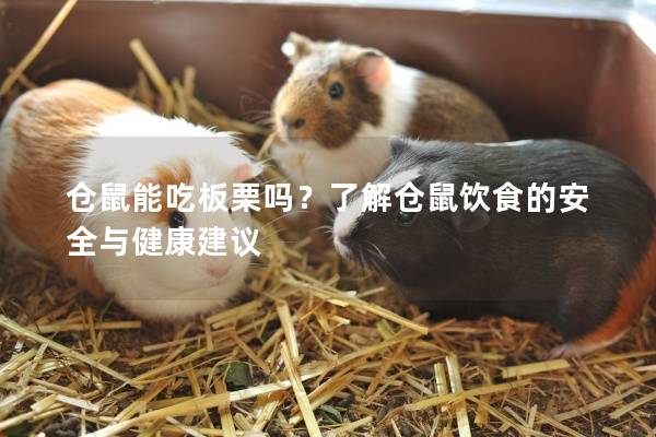 仓鼠能吃板栗吗？了解仓鼠饮食的安全与健康建议