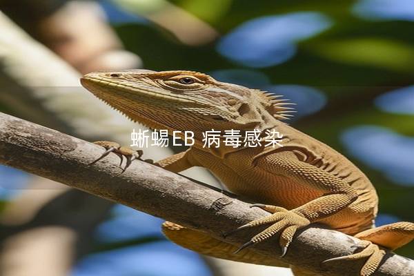 蜥蜴EB 病毒感染