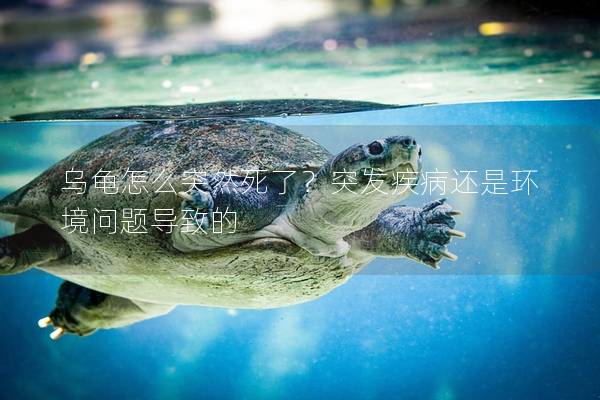 乌龟怎么突然死了？突发疾病还是环境问题导致的