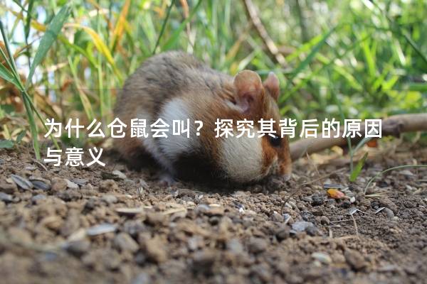 为什么仓鼠会叫？探究其背后的原因与意义