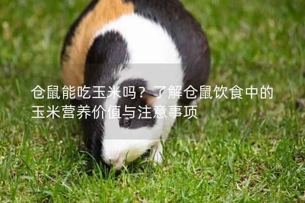 仓鼠能吃玉米吗？了解仓鼠饮食中的玉米营养价值与注意事项