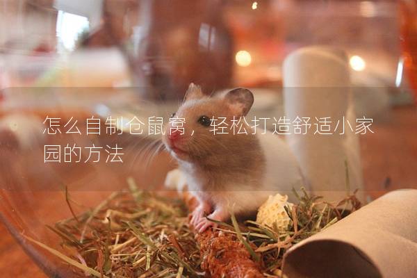 怎么自制仓鼠窝，轻松打造舒适小家园的方法